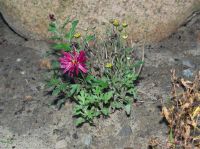 Blume Lila